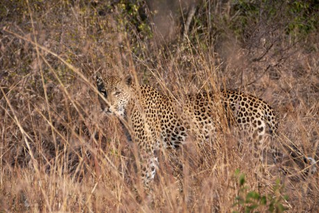 Levhart skvrnitý      (Panthera pardus)