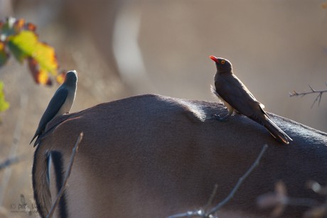 Klubák červenozobý   (Buphagus erythrorhynchus)