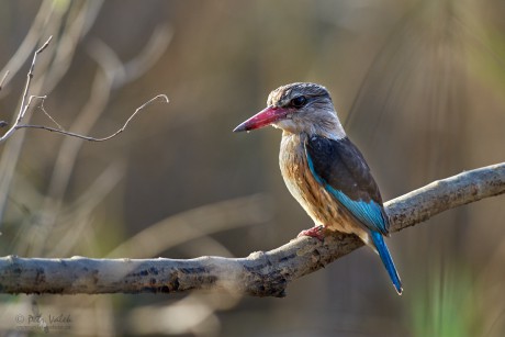 Ledňáček kápový   (Halcyon albiventris)