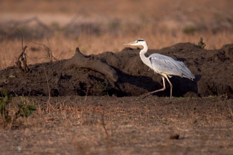 Volavka popelavá (Ardea cinerea)