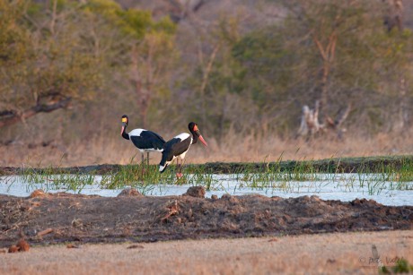 Čáp sedlatý (Ephippiorhynchus senegalensis)