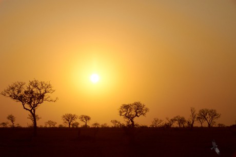 Bush,   Kruger national park