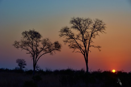 Bush,  Sabi Sand