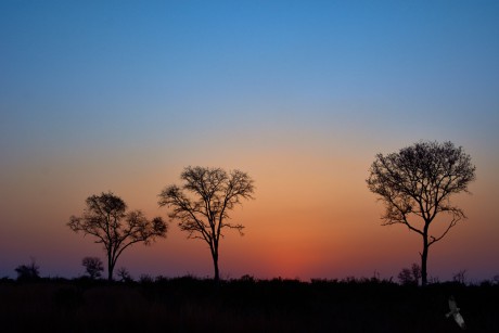 Bush, Sabi Sand