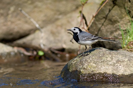 Konipas bílý  (Motacilla alba)