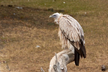 Sup himálajský (Gyps himalayensis)