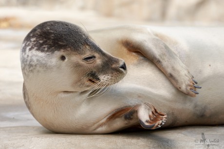 Tuleň obecný  (Phoca vitulina)