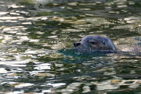 Tuleň obecný (Phoca vitulina)