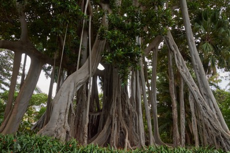 Fíkovník velkolistý (Ficus macrophylla)