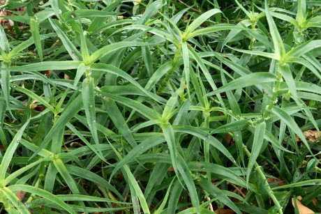 Aloe tenčí (Aloiampelos tenuior)