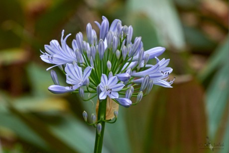 Kalokvět africký (Agapanthus africanus)