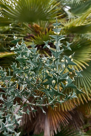 Kolécie křížatá (Colletia paradoxa)