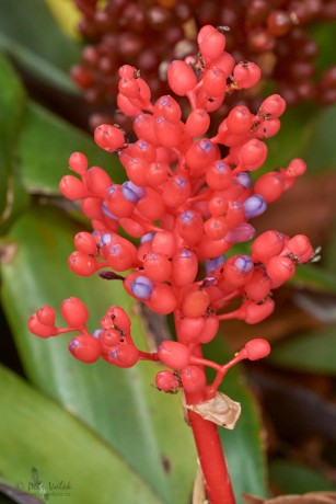 Echmea červená (Aechmea miniata)