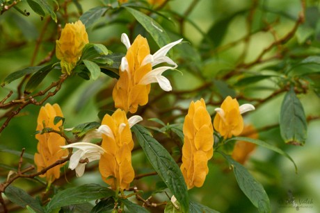 Tlustoklasec žlutý (Pachystachys lutea)