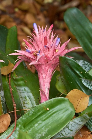 Echmea pruhovaná (Aechmea fasciata)