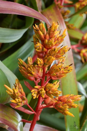 Aechmea  rubens