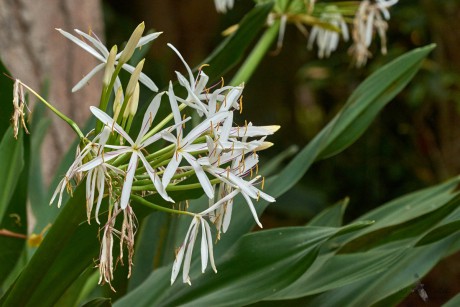 Křín asijský (Crinum asiaticum)