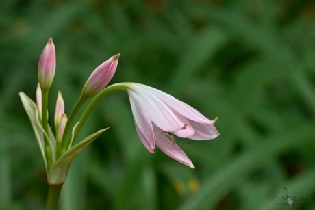 Křín Mooreův (Crinum moorei)