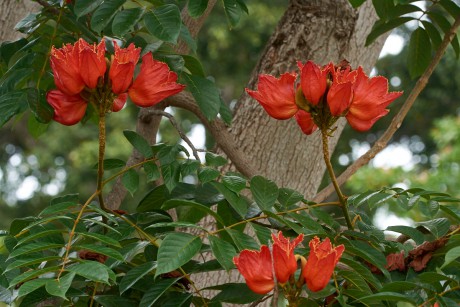 Spatodea zvonkovitá (Spathodea campanulata)