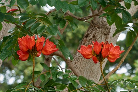 Spatodea zvonkovitá  (Spathodea campanulata)