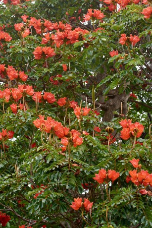 Spatodea zvonkovitá   (Spathodea campanulata)