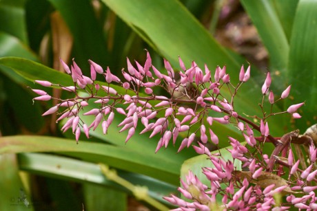 Aechmea spectabilis