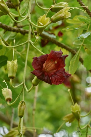 Kigélie africká (Kigelia africana)