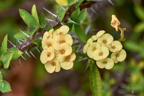 Pryšec zářivý  (Euphorbia milii)