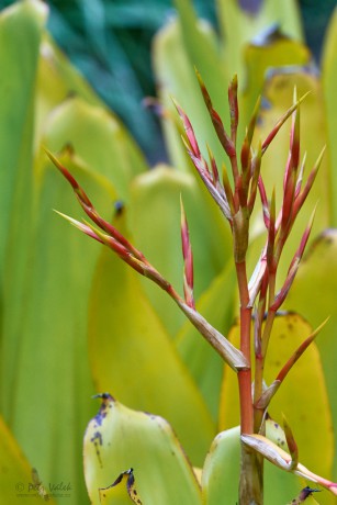 Aechmea blanchetiana