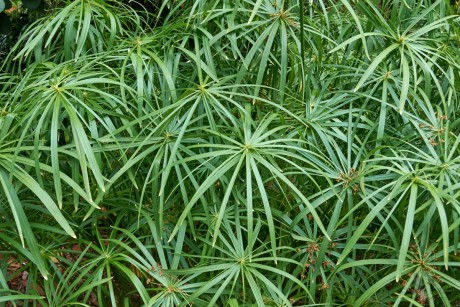 Šáchor zakrslý (Cyperus involucratus)