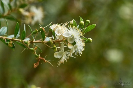 Myrta obecná  (Myrtus communis)