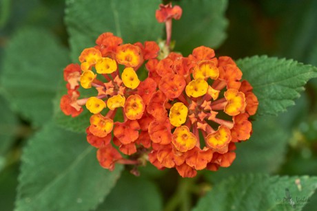 Libora proměnlivá (Lantana camara)