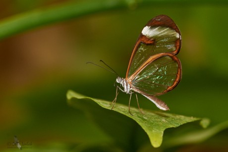 Greta oto