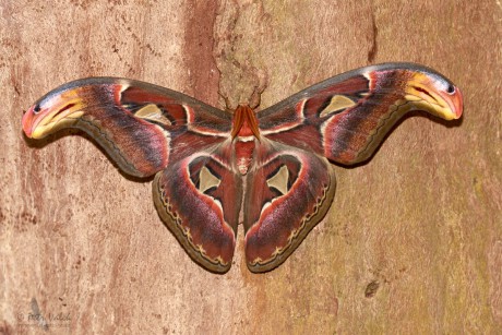 Martináč atlas (Attacus atlas)