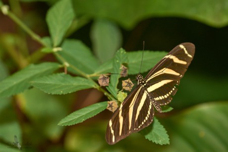 Heliconius charithonia