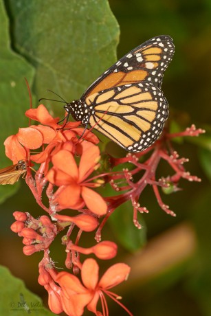 Monarcha stěhovavý  (Danaus plexippus)