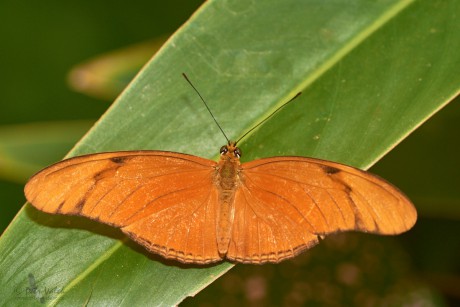 Dryas  iulia