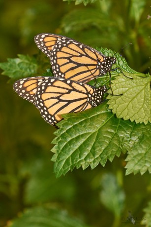 Monarcha stěhovavý (Danaus plexippus)