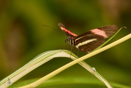 Heliconius  melpomene