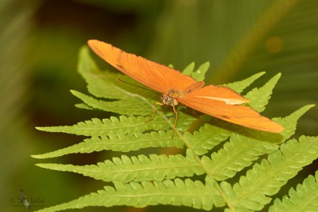 Dryas iulia