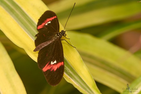 Heliconius melpomene