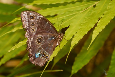 Morpho peleides