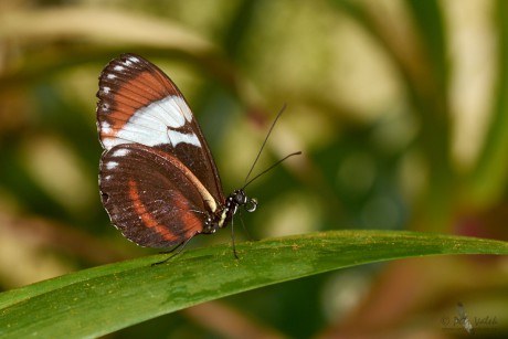 Heliconius cydno