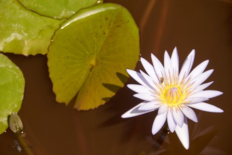 Modrý Leknín (Nymphaea Caerulea)