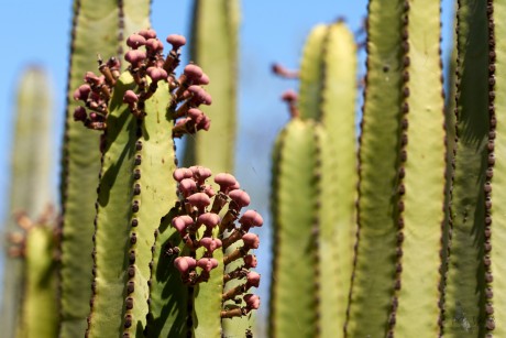 Pryšec kanárský (Euphorbia canariensis)