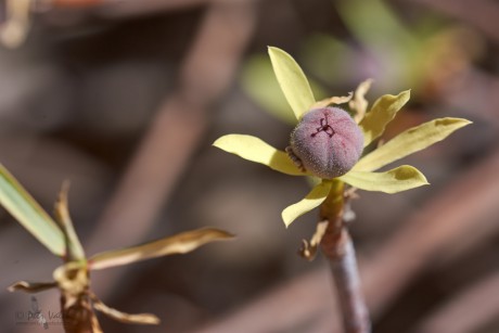 Pryšec balzámodárný (Euphorbia balsamifera)