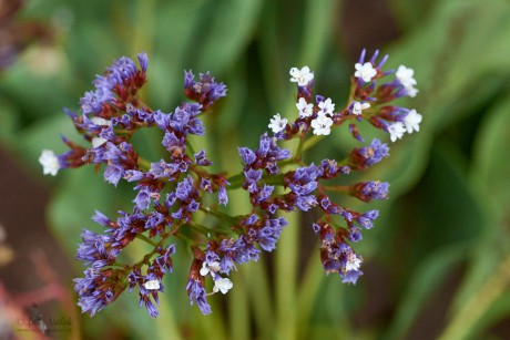 Limonka (Limonium brassicifolium)