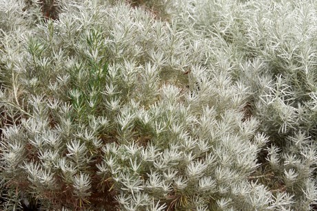 Smil úzkolistý (Helichrysum angustifolium)
