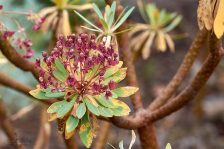 Pryšec tmavofialový (Euphorbia atropurpurea)