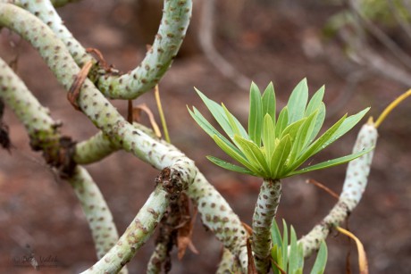 Šramatka oleandrolistá (Kleinia neriifolia)